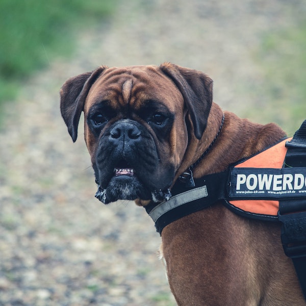 Vigile + Chien de garde